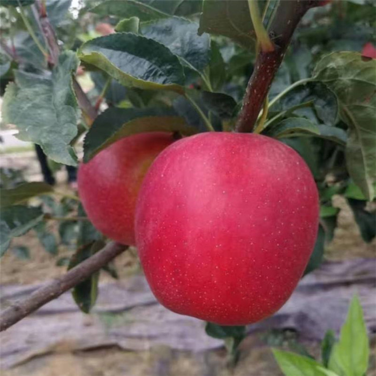 随州市红富士苹果苗基地