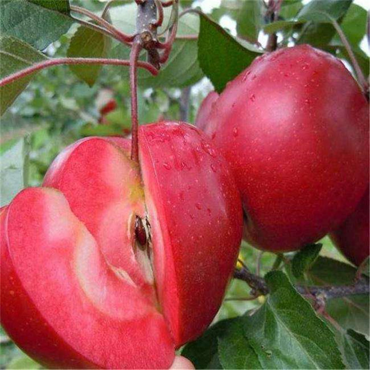 山东苹果苗新品种几年结果