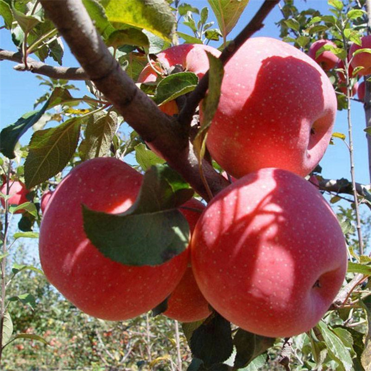 苹果苗新品种价格品种多