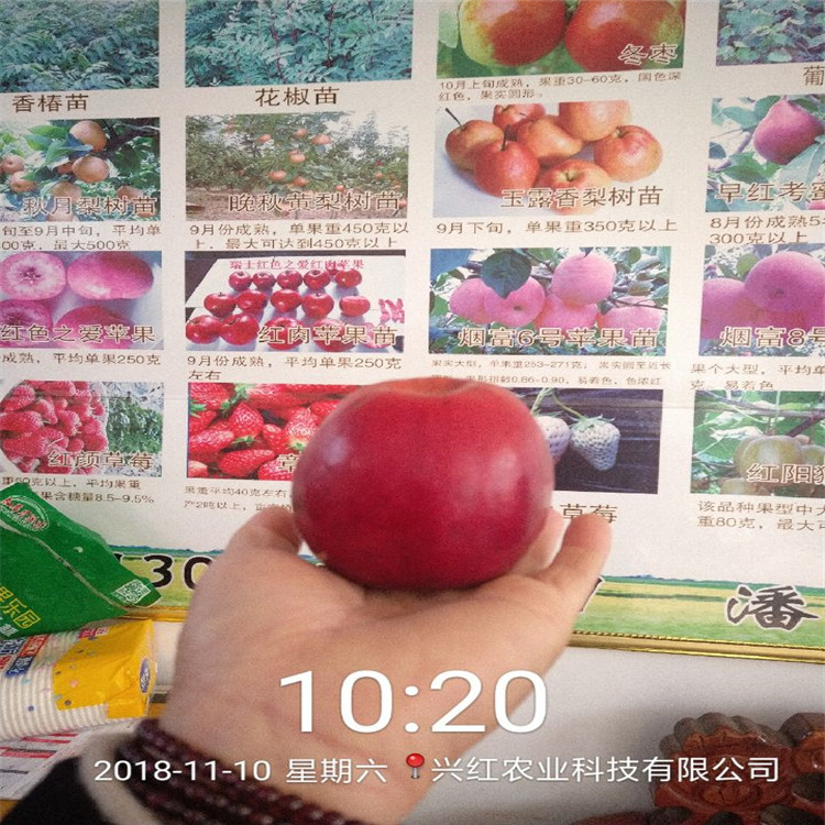 青岛明月苹果苗报价成活率高