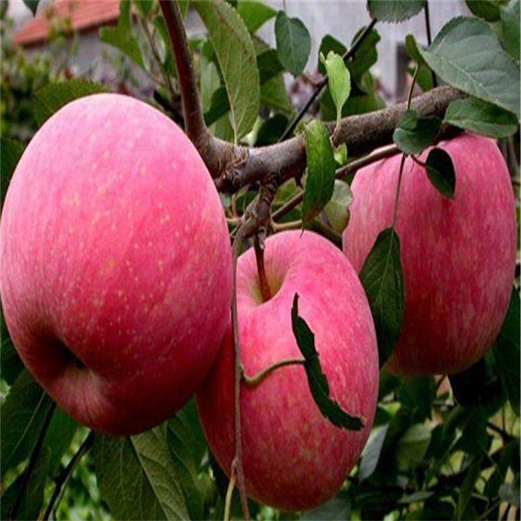 苹果苗供应厂家几年结果