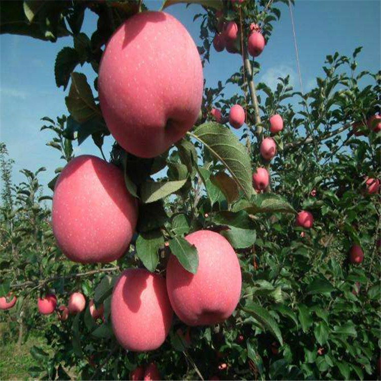 新品种苹果苗多少钱高产
