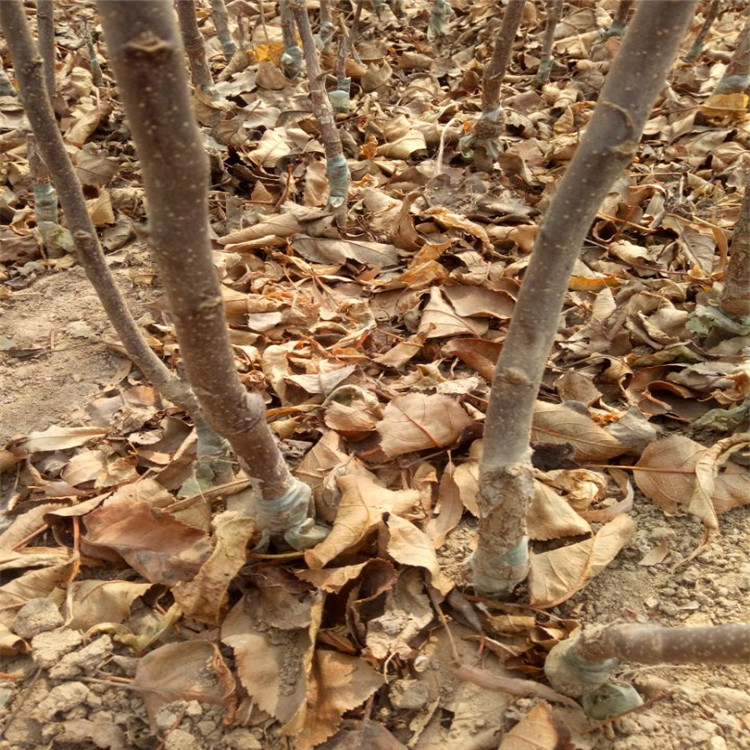 苹果苗多少钱免费提供技术