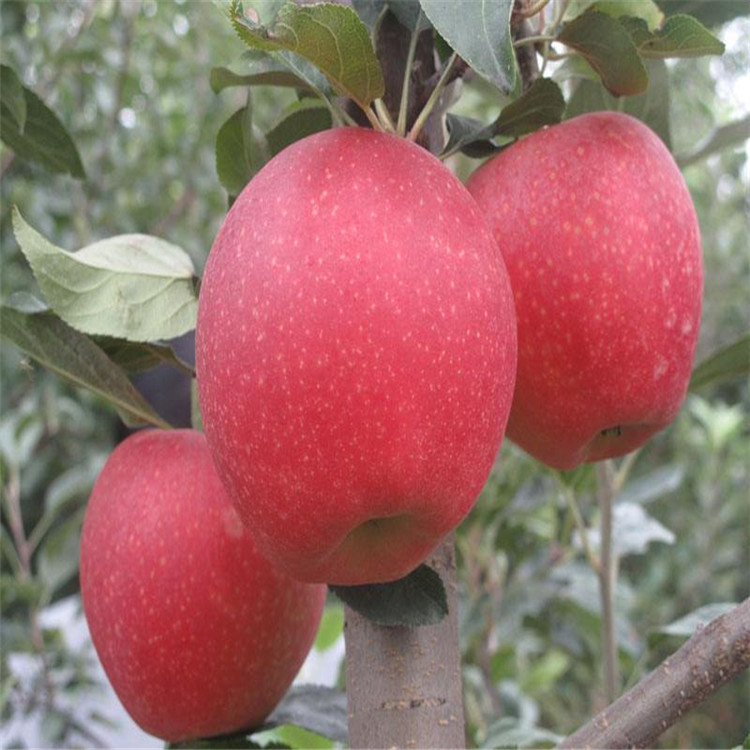 矮化苹果苗批发品种多