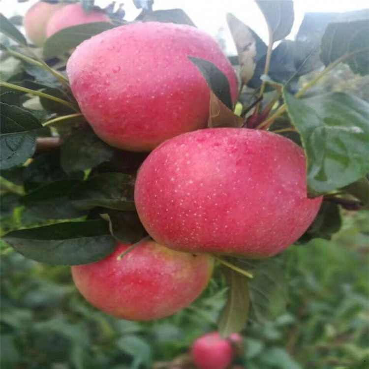 矮化苹果苗品种几年结果