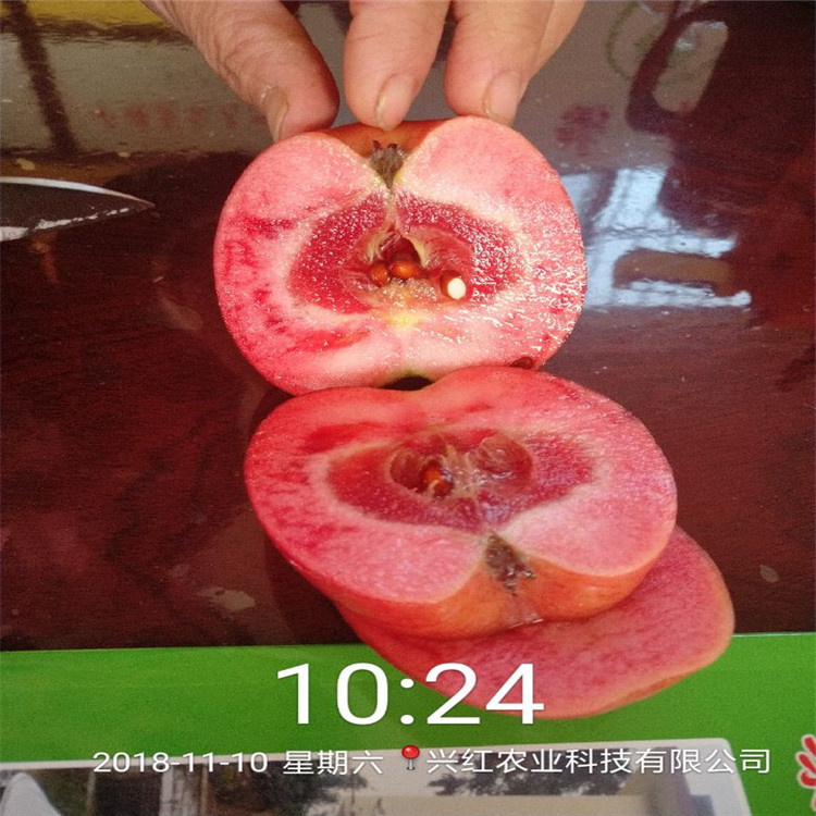 宝山明月苹果苗供应超厂家
