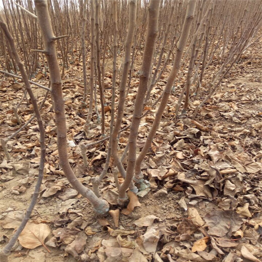 湖北苹果苗批发批发基地