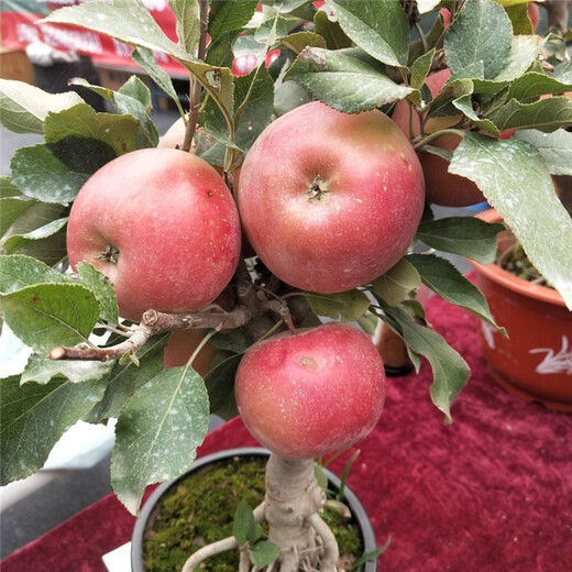 矮化苹果苗品种种植示范基地