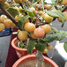 桂林市中熟期苹果苗供应