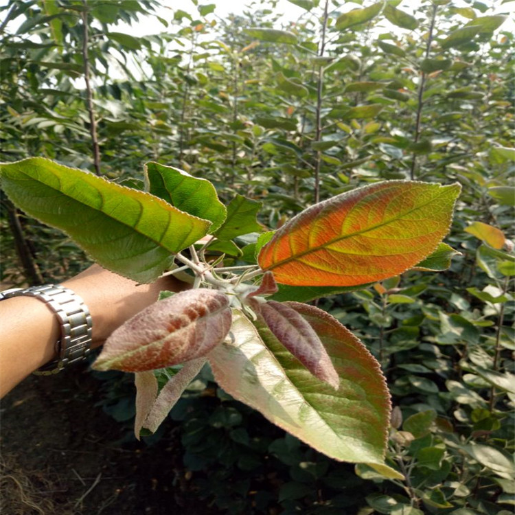 苹果苗厂家种多少