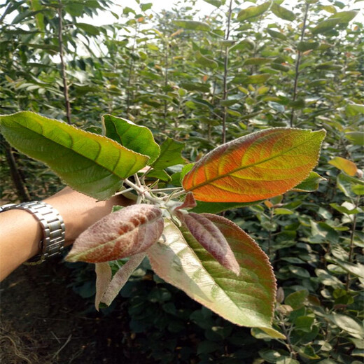 苹果苗多少钱哪里有售