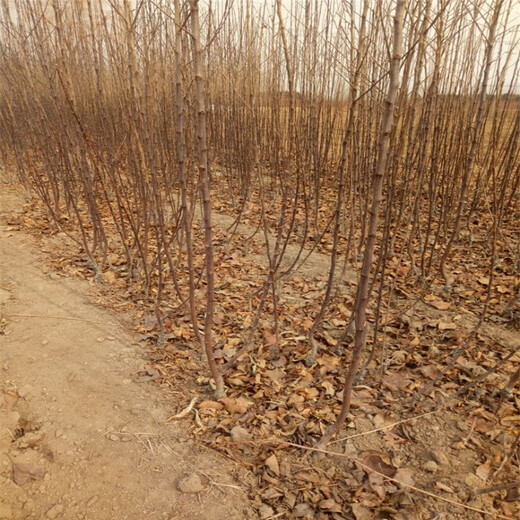 红肉苹果苗育苗注意事项