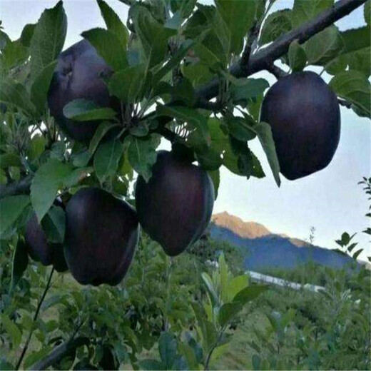 苹果苗木价格表100棵起售