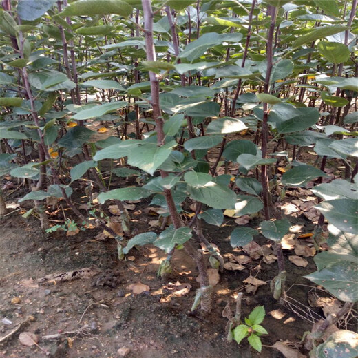 花硕苹果苗基地查询