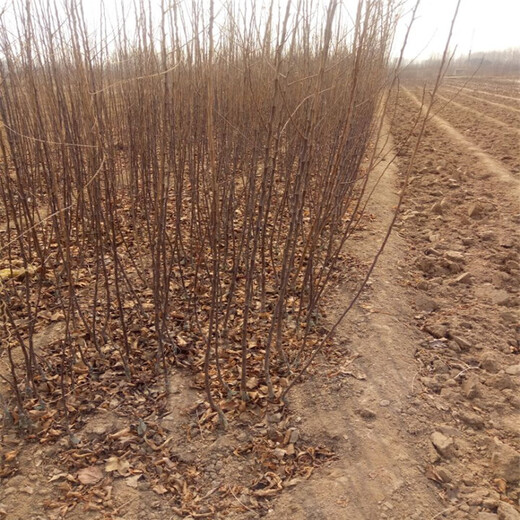 苹果苗出售种植示范基地