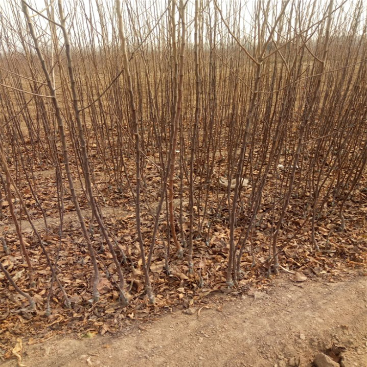 苹果苗图片种植示范基地