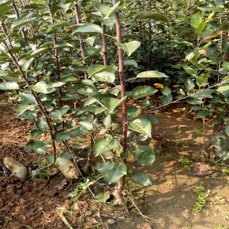 苹果苗出售种植示范基地