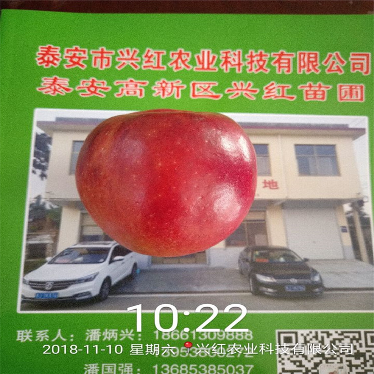 河南苹果苗出售超厂家