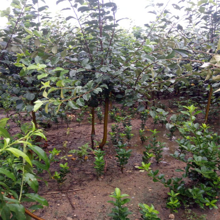 矮化苹果苗品种种植示范基地