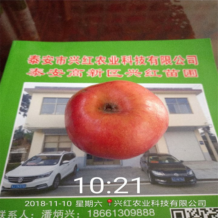 青岛明月苹果苗供应种植技术指导