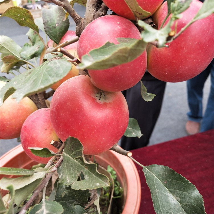 五代红星苹果苗出售成活率高