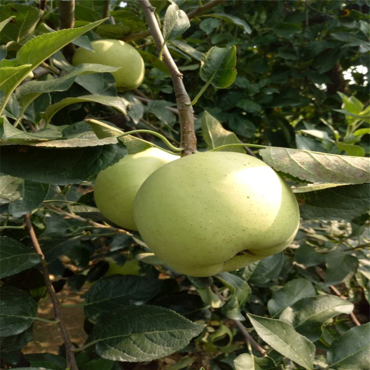 青岛明月苹果苗供应种植技术指导