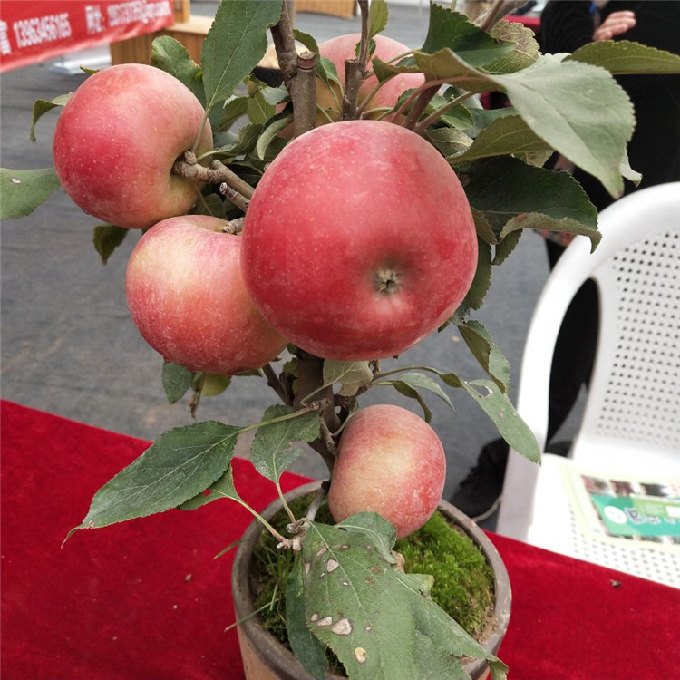青岛明月苹果苗供应100棵起售