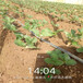 三明市草莓苗种植方法盆栽