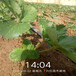 迪庆刚发芽的草莓苗图片