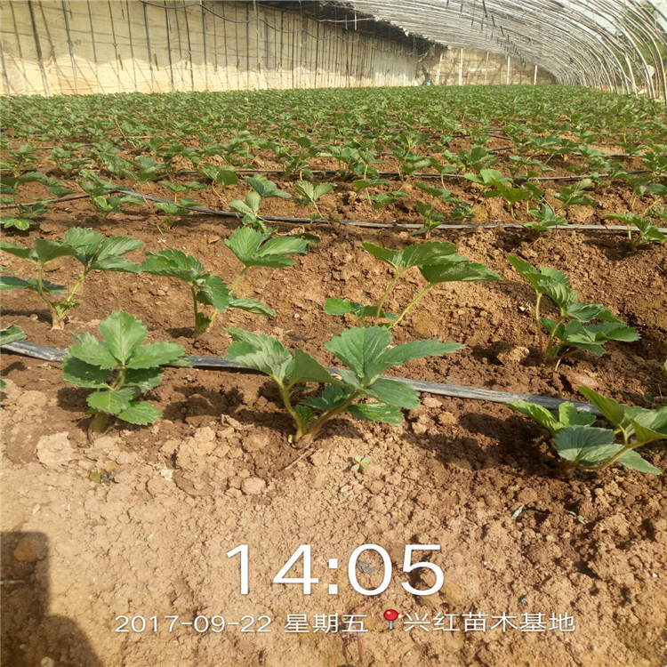 亳州市草莓苗怎么种植
