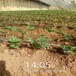 铜陵市草莓苗的种植方法