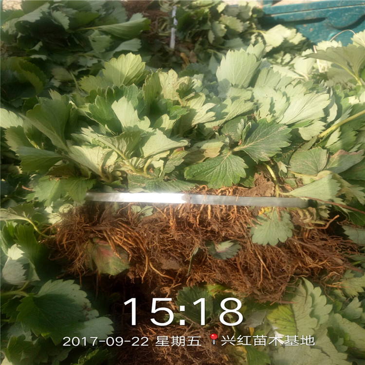 钦州市红颜草莓苗栽培