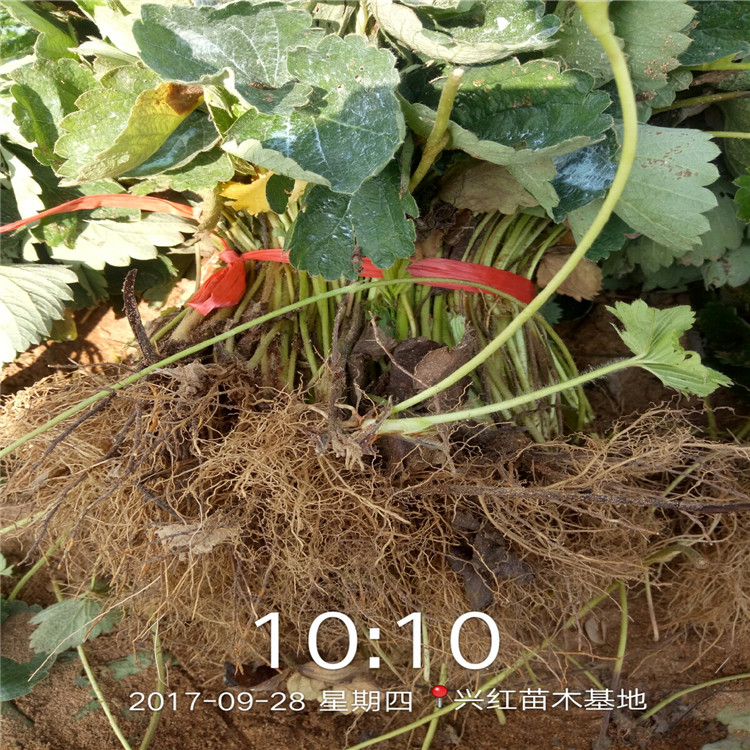 南阳市草莓苗怎么种植才活