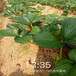 海南省大棚草莓苗价格