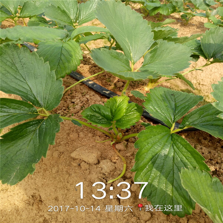 江苏草莓苗价格种植