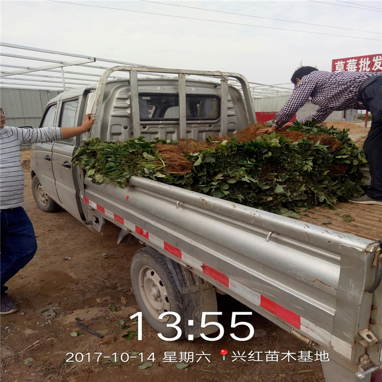 钦州市红颜草莓苗栽培