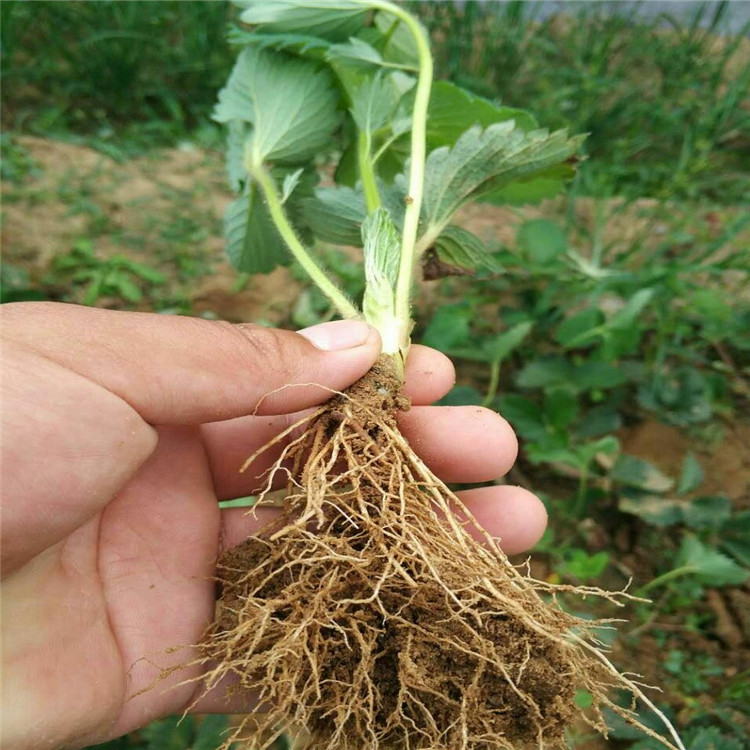 草莓苗口感种植示范基地