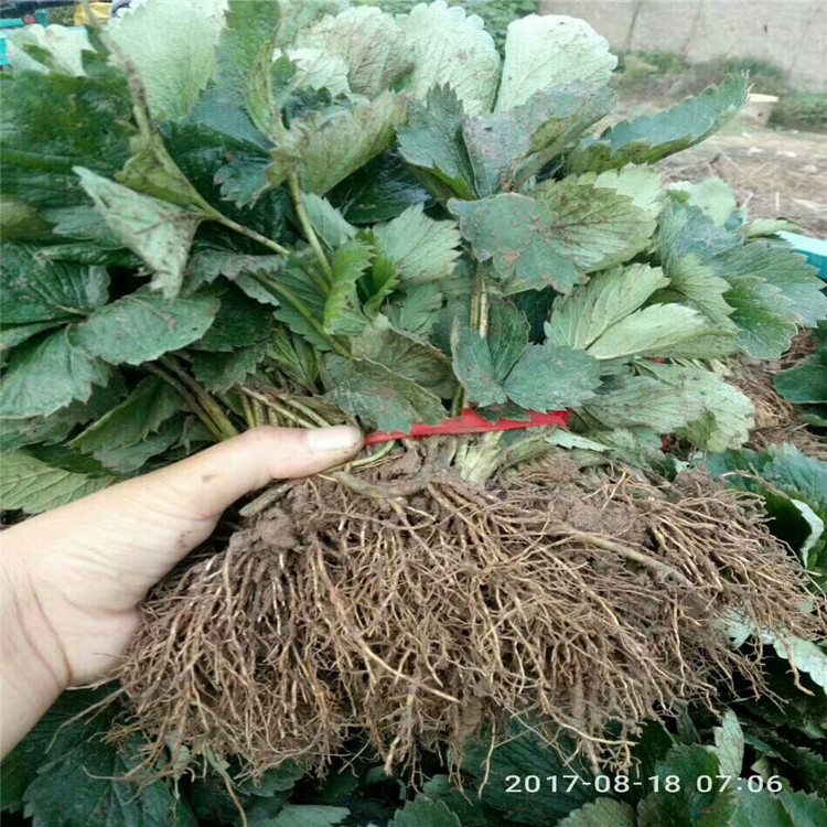 公主草莓苗种植示范基地