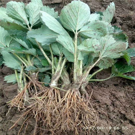 牛奶草莓苗图片种植示范基地