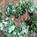 牡丹江市刚发芽的草莓苗图片