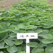 黄南草莓苗的种植方法