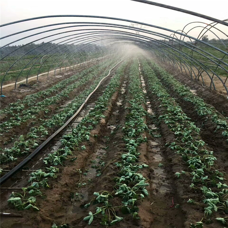 马鞍山市红颜草莓苗种植技术