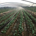 黄南草莓苗种植方法