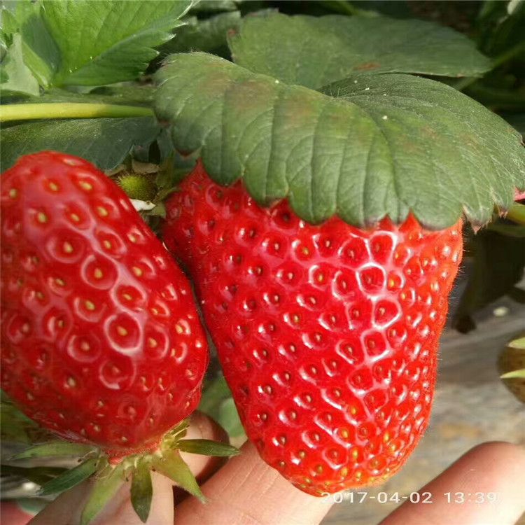 红颜草莓苗种植基地批发基地