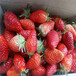鄂州市红颜草莓苗怎么种