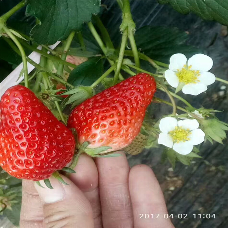 草莓苗果型100棵起售