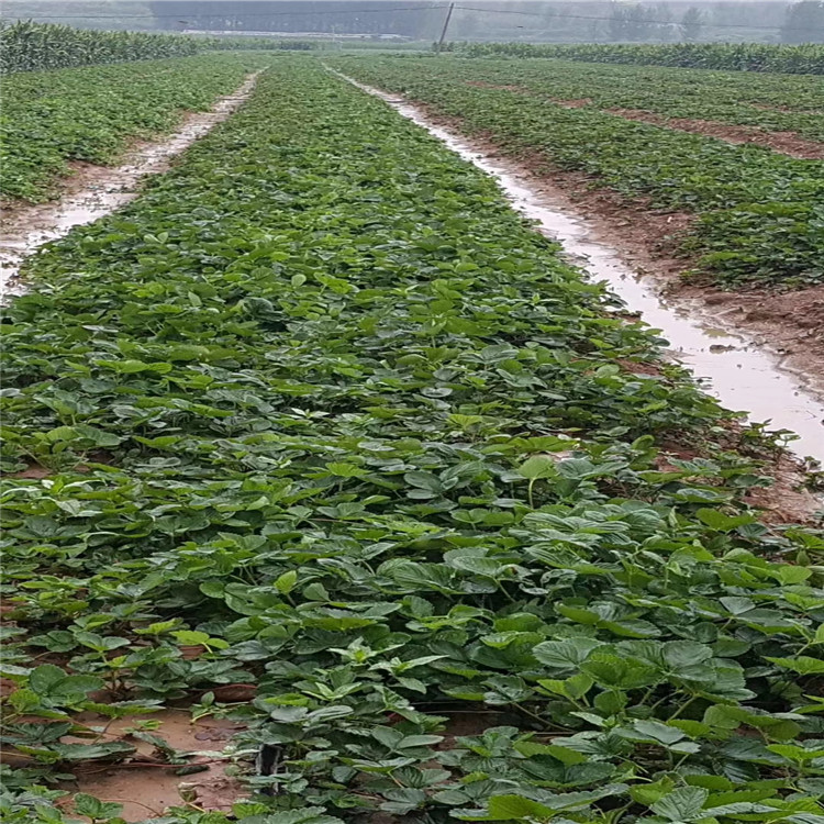 盆栽草莓苗怎么种批发基地