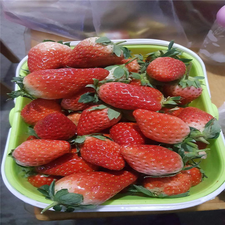 法兰地草莓苗价格优惠保湿邮寄
