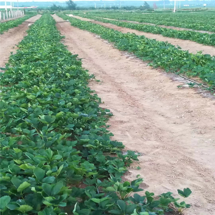 杭州市刚出土的草莓苗图片