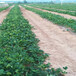 宜春市新品种草莓苗价格